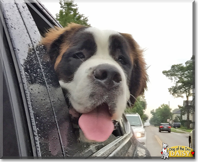 Daisy the Saint Bernard, the Dog of the Day