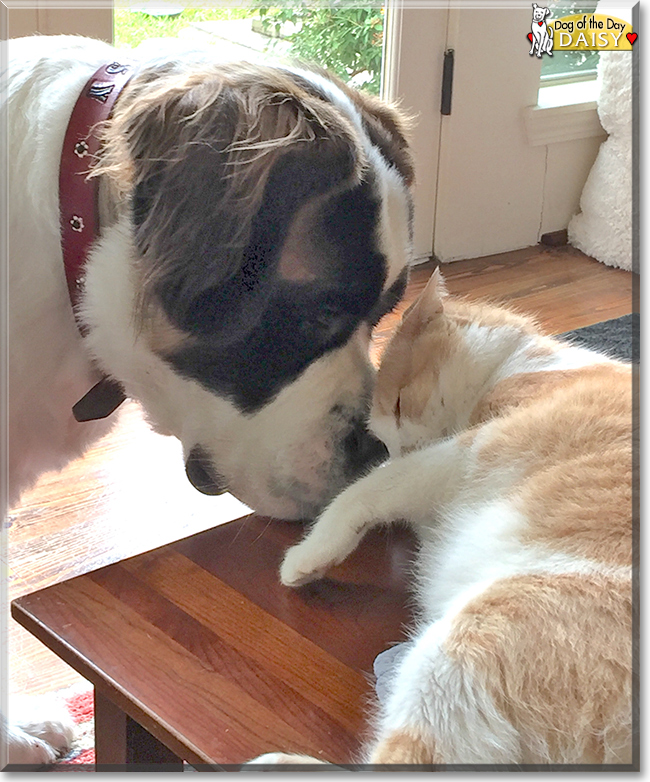 Daisy the Saint Bernard, the Dog of the Day