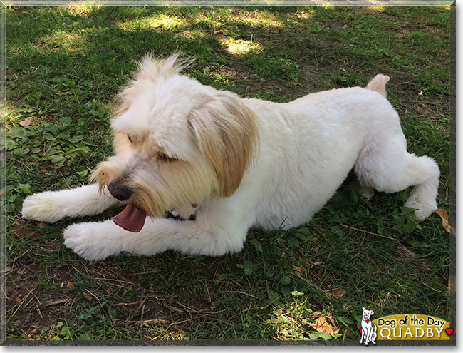 Quadby the Poodle/Terrier mix, the Dog of the Day