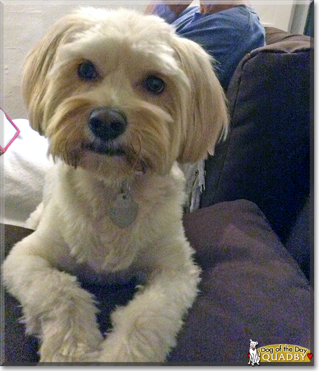 Quadby the Poodle/Terrier mix, the Dog of the Day