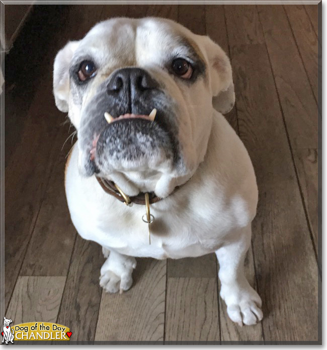 Chandler the English Bulldog, the Dog of the Day