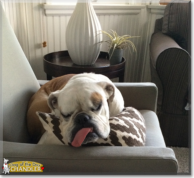 Chandler the English Bulldog, the Dog of the Day