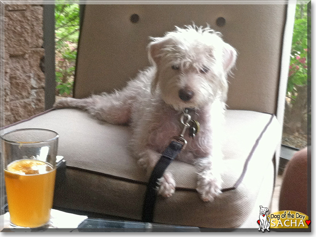 Sacha the Jack Russell Terrier/Poodle mix, the Dog of the Day