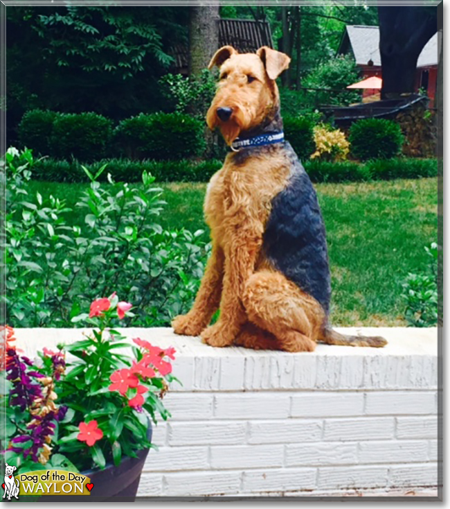 Waylon the Airedale Terrier, the Dog of the Day