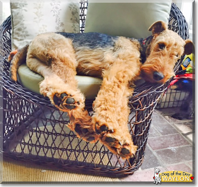 Waylon the Airedale Terrier, the Dog of the Day