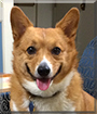 Lucy the Pembroke Welsh Corgi