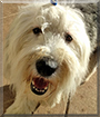 Phyllis the Old English Sheepdog