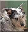 Kyzmit the Australian Cattle Dog, Borzoi, Scottish Terrier