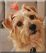 Zoe the Norfolk Terrier