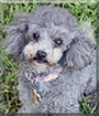 Piper the Toy Poodle