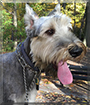 Blackjack the Giant Schnauzer