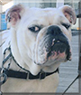 Lola the English Bulldog