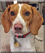 Ollie the Beagle/American Foxhound