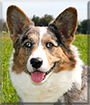 Gabriel the Cardigan Welsh Corgi