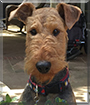 Waylon the Airedale Terrier