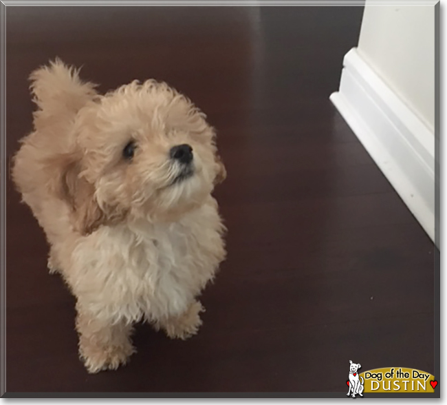 Dustin the Bichon Frise/Poodle mix, the Dog of the Day