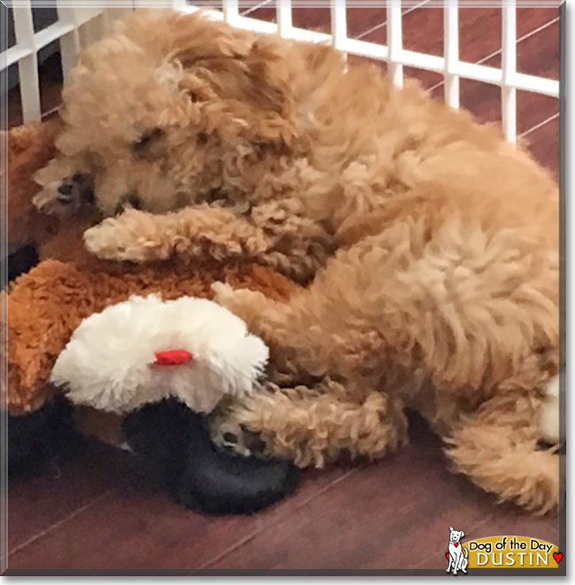 Dustin the Bichon Frise/Poodle mix, the Dog of the Day