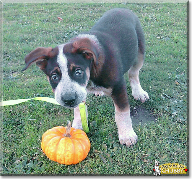 Chubby the Heeler mix, the Dog of the Day