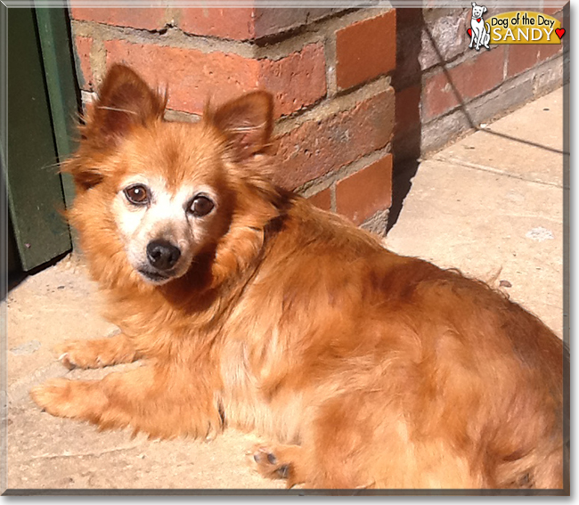 Sandy the Pomeranian, Chihuahua mix, the Dog of the Day