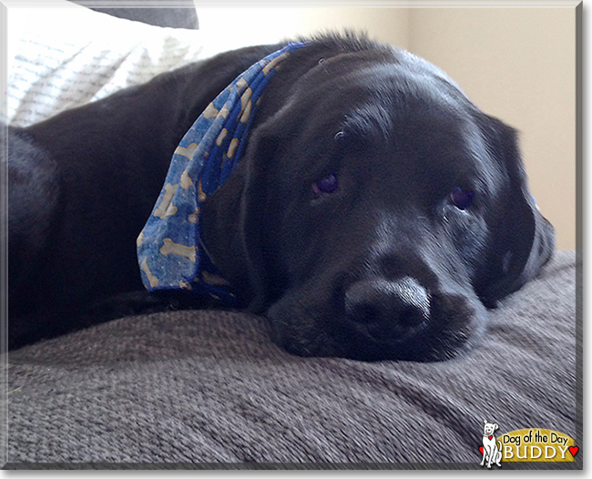 Buddy the Labrador Retriever, the Dog of the Day