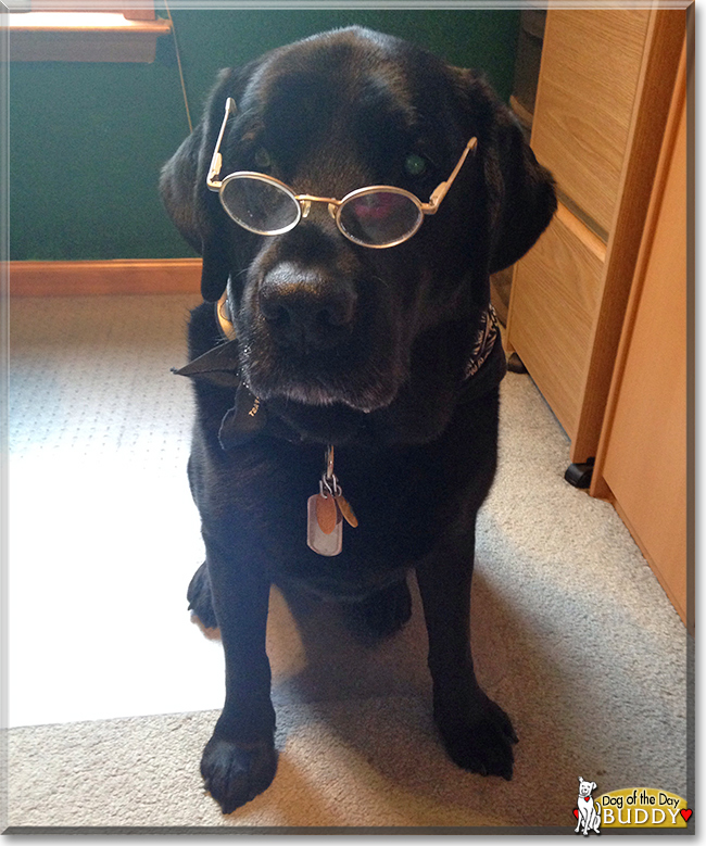 Buddy the Labrador Retriever, the Dog of the Day