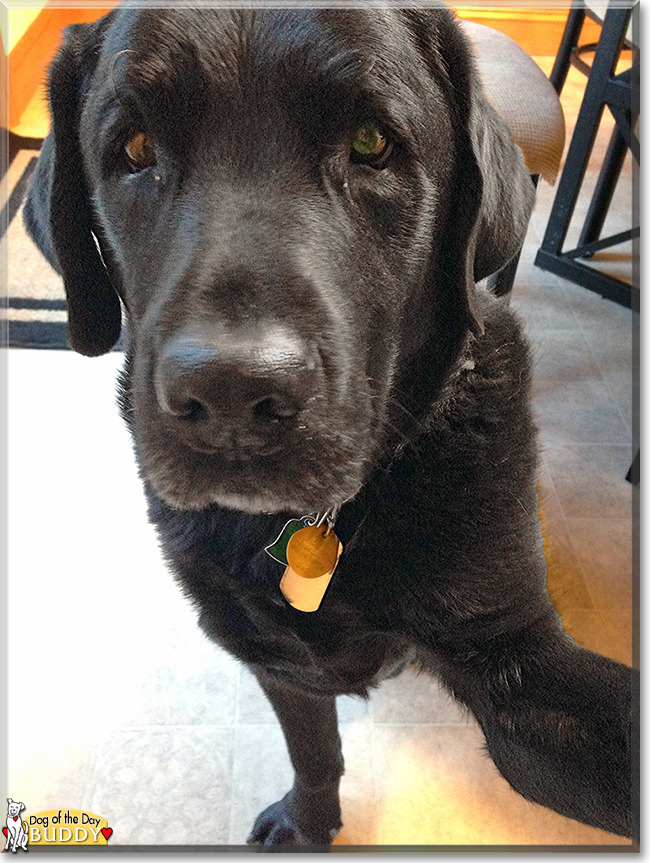 Buddy the Labrador Retriever, the Dog of the Day