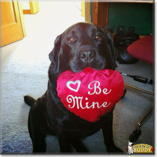 Buddy the Labrador Retriever, the Dog of the Day