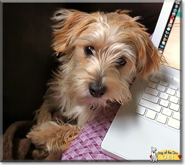 Obi Wan Kenobi the Maltese/Yorkshire Terrier, the Dog of the Day