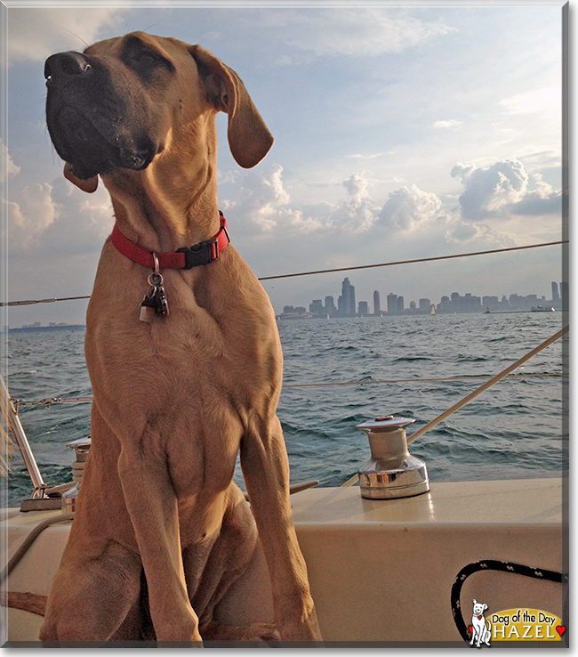 Hazel the English Mastiff, the Dog of the Day