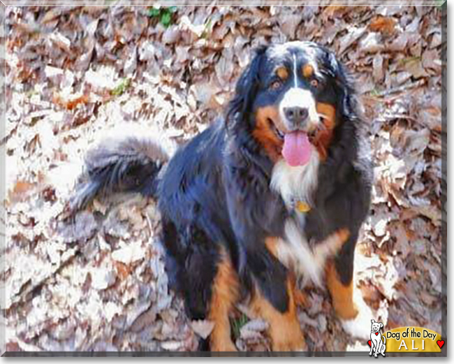 Ali the Bernese Mountain Dog, the Dog of the Day