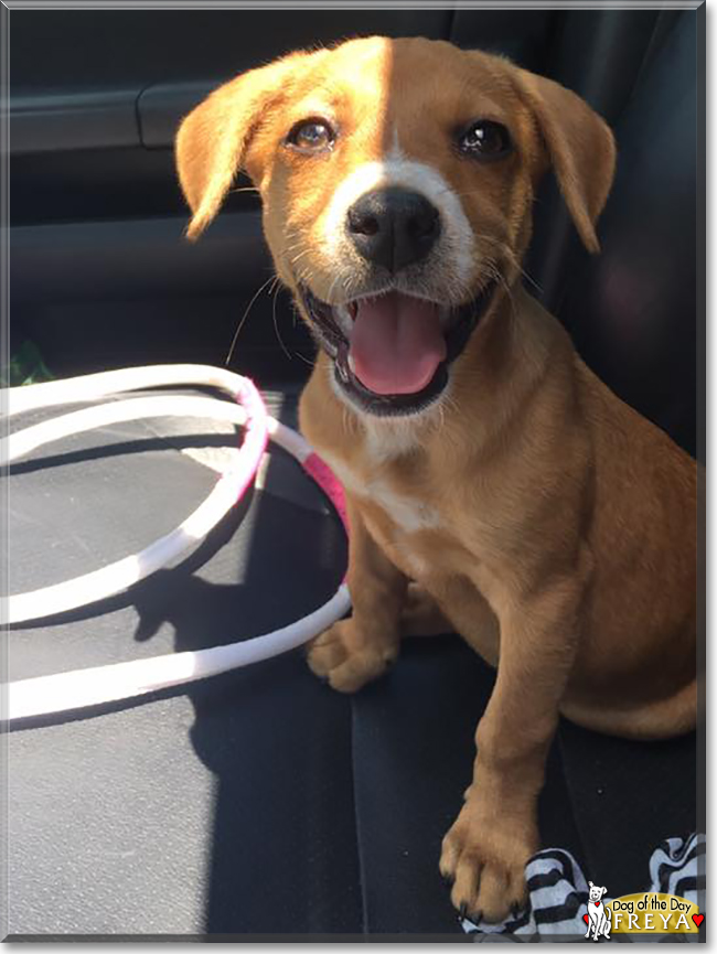 Freya the Terrier Mix, the Dog of the Day