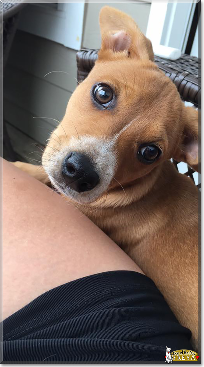 Freya the Terrier Mix, the Dog of the Day