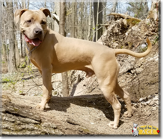 Ace the Pitbull Terrier, the Dog of the Day