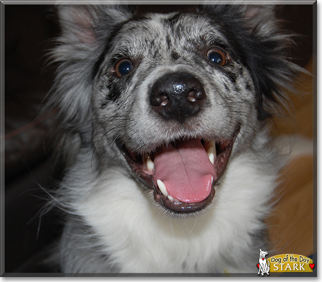 Stark the Border Collie, the Dog of the Day