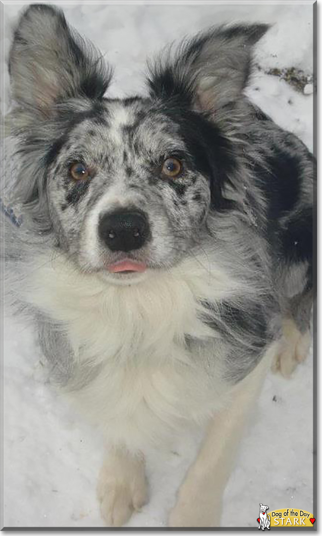 Stark the Border Collie, the Dog of the Day