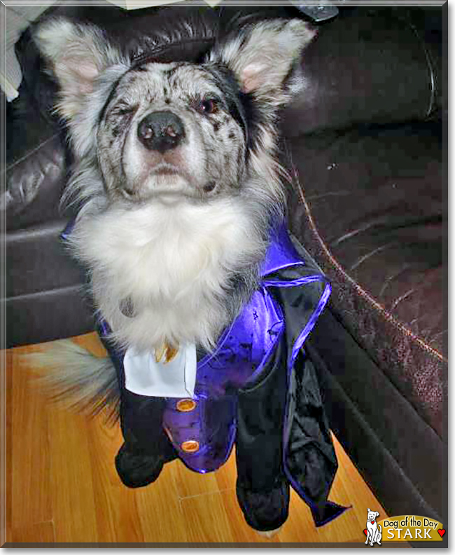 Stark the Border Collie, the Dog of the Day