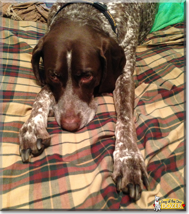 Dozer the German Shorthaired Pointer, the Dog of the Day