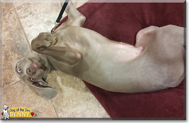 Benny the Weimaraner, the Dog of the Day