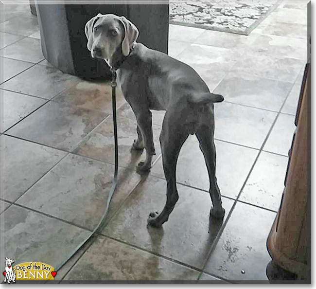 Benny the Weimaraner, the Dog of the Day