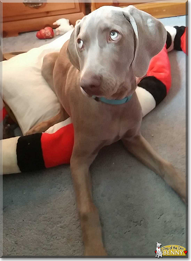 Benny the Weimaraner, the Dog of the Day