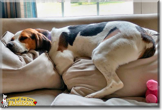 Jameson the English Foxhound, the Dog of the Day