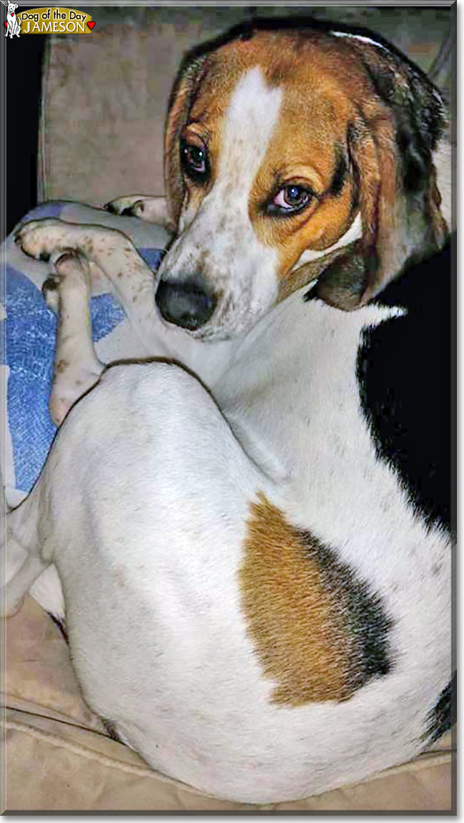 Jameson the English Foxhound, the Dog of the Day