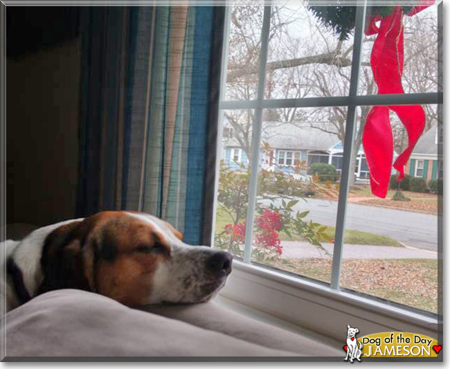 Jameson the English Foxhound, the Dog of the Day