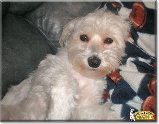 Gracie the Havanese, the Dog of the Day