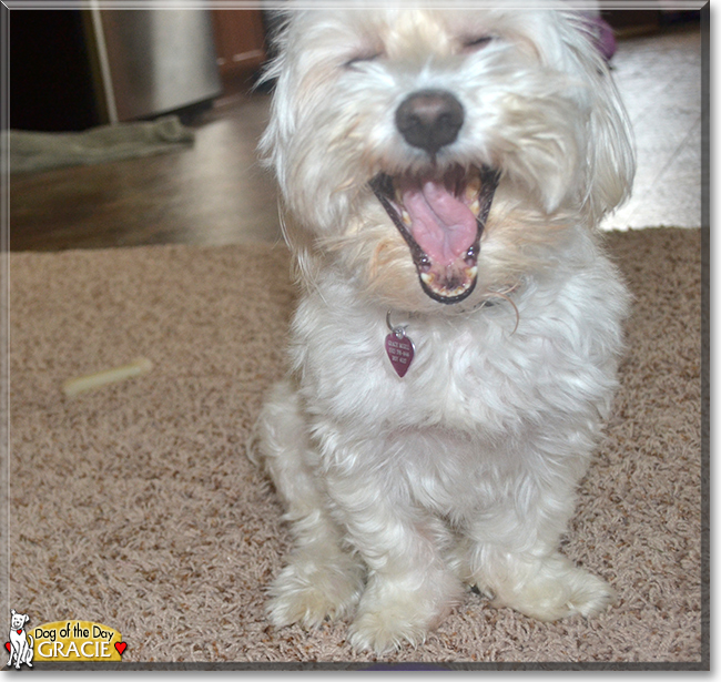 Gracie the Havanese, the Dog of the Day