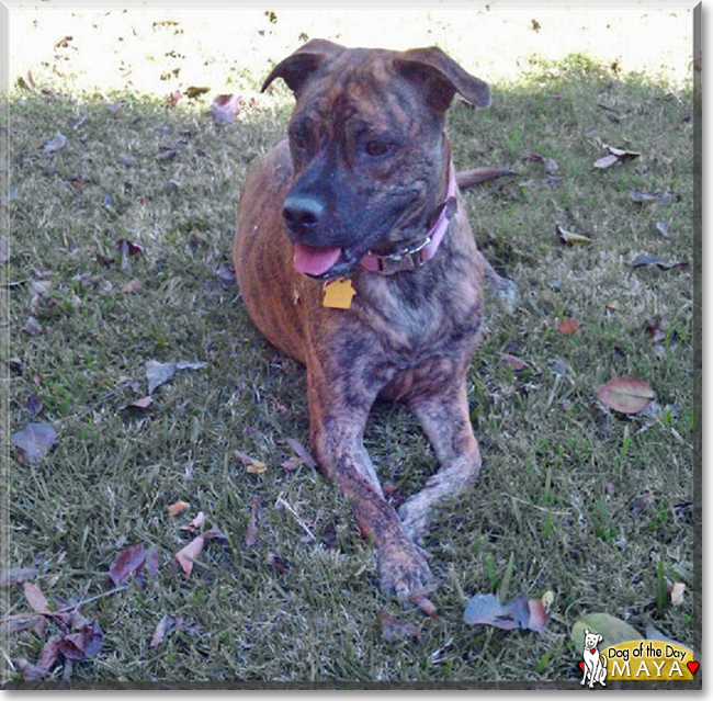 Maya the Bullmastiff mix, the Dog of the Day