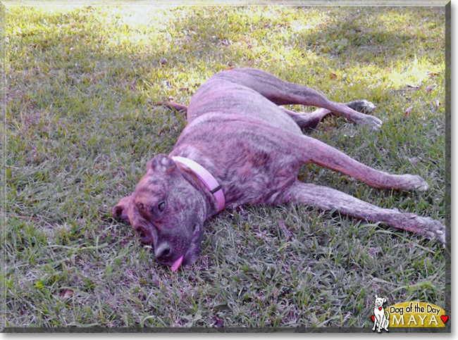 Maya the Bullmastiff mix, the Dog of the Day