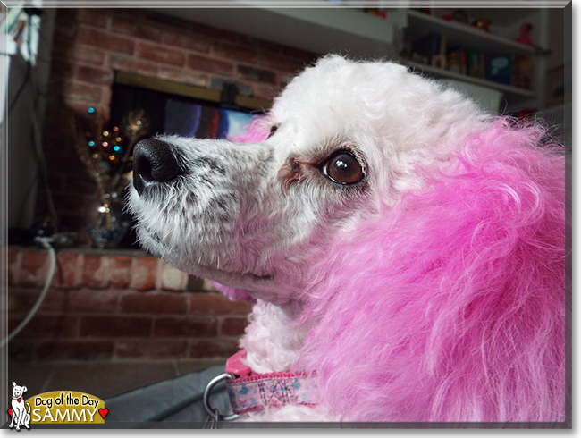 Sammy the Poodle, the Dog of the Day