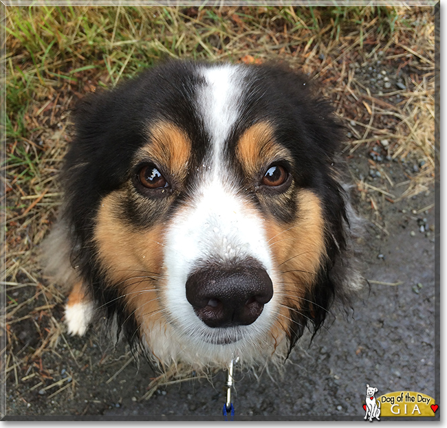 Gia the Australian Shepherd, the Dog of the Day