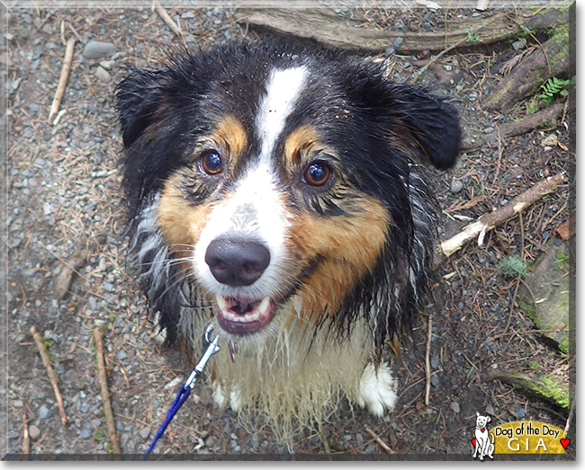 Gia the Australian Shepherd, the Dog of the Day